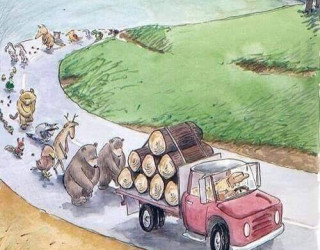 Important Videos - deforestation is not just about trees