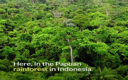 BREAKING_ A deforested area half the size of Paris has been found in Papua. T...