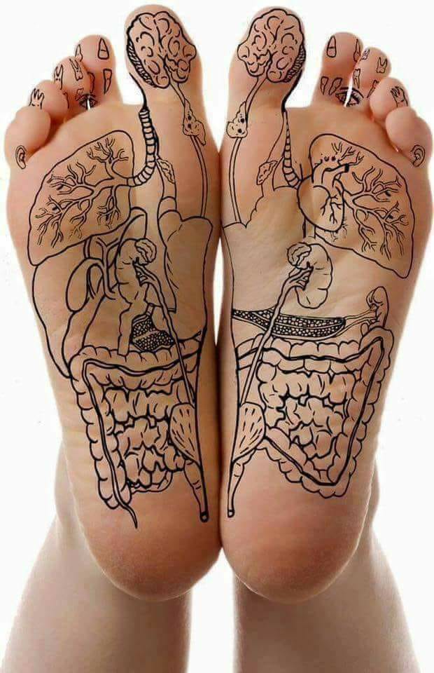 Important Videos - foot and organs