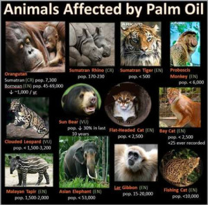 Important Videos - Palm oil