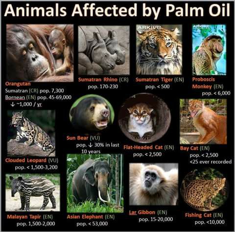 Important Videos - Palm oil